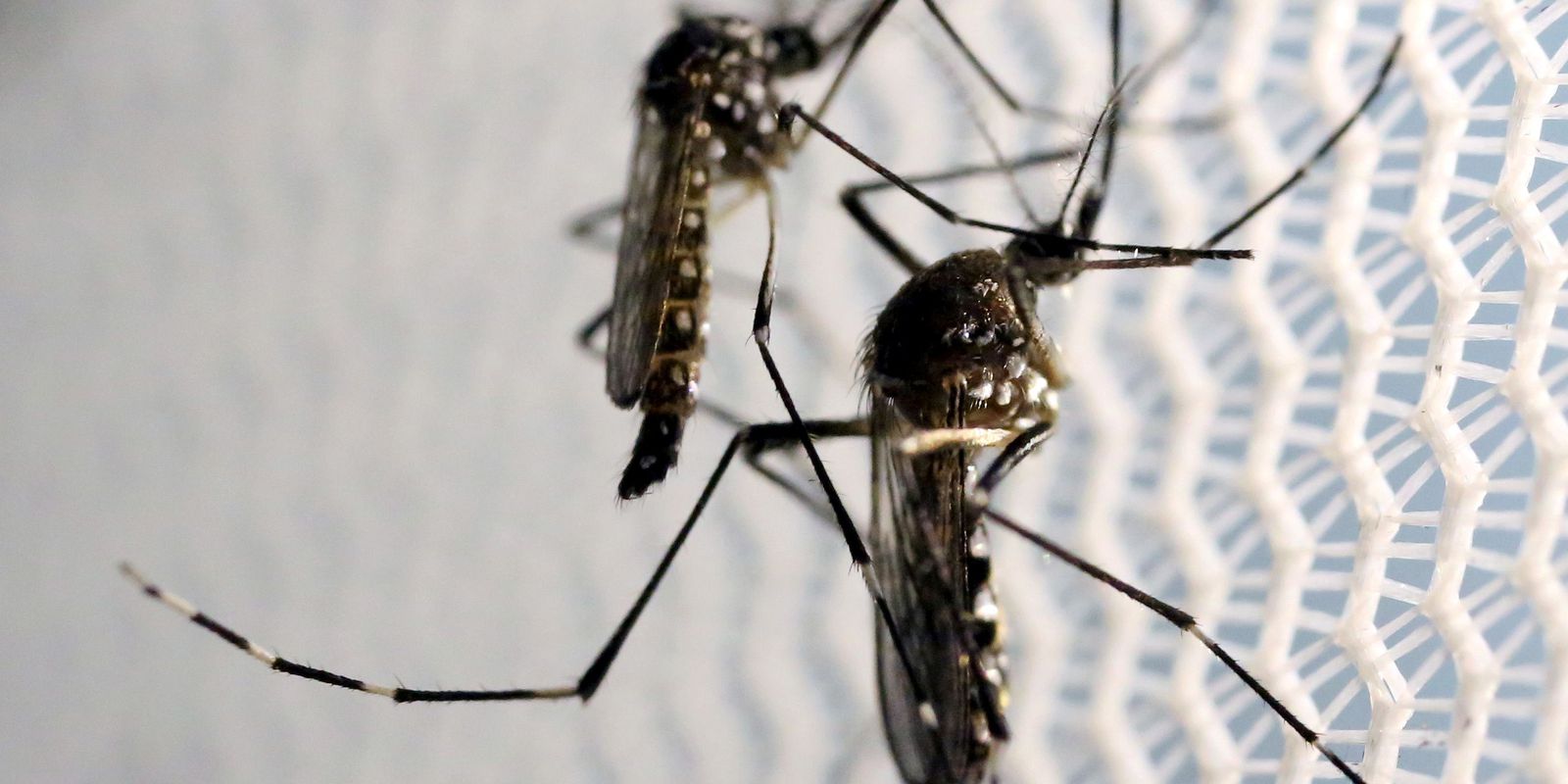 Dengue cresce no Rio; cinco municípios têm situação epidêmica