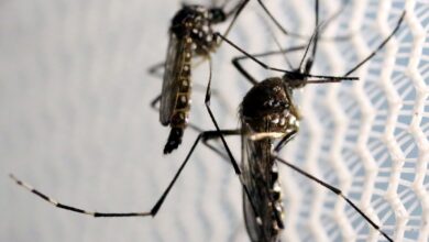 Domingo é o Dia Nacional de Combate ao Aedes Aegypti