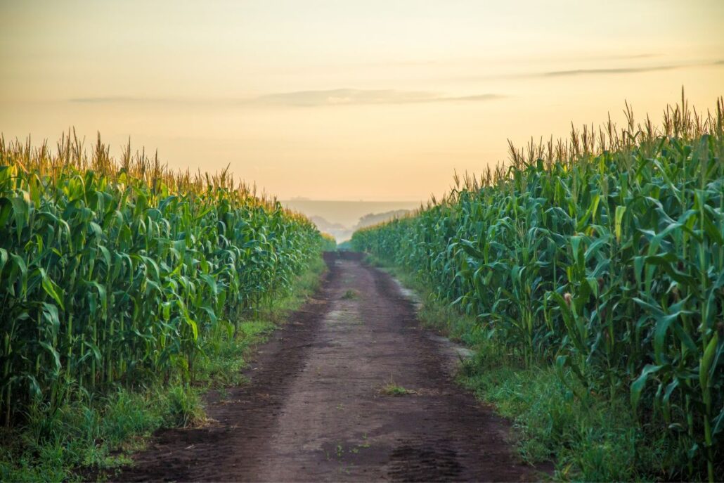 Quais são as principais pragas que afetam plantações de milho?