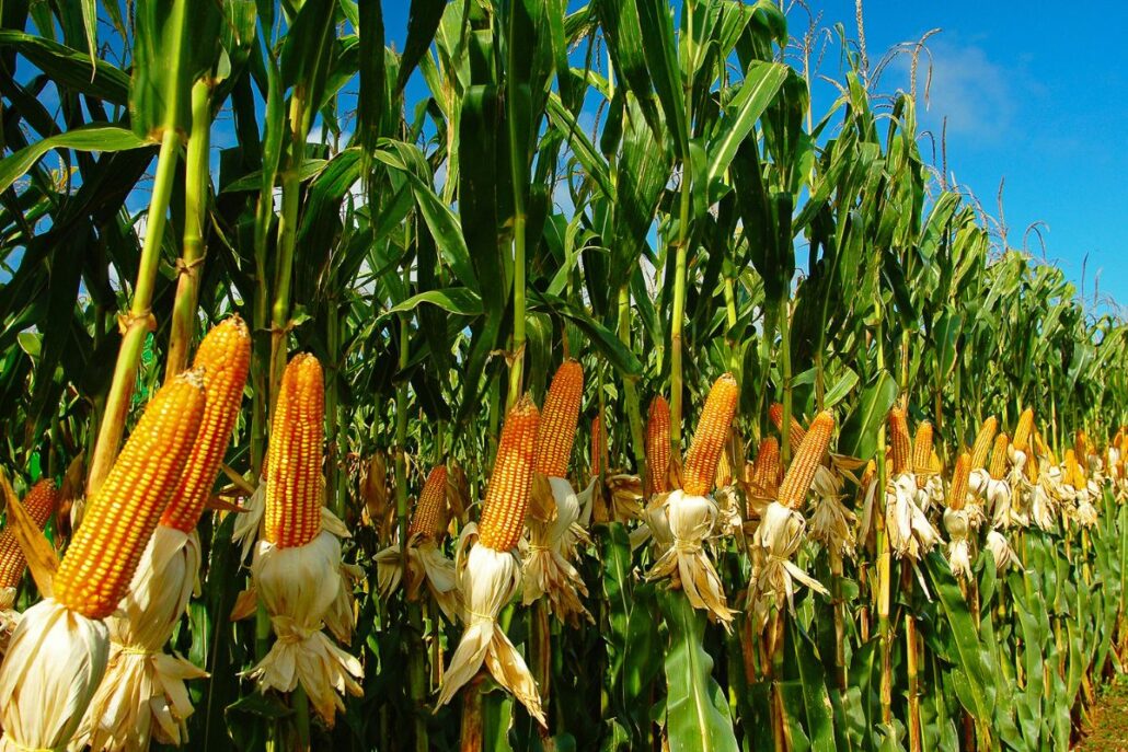 Quais são as principais pragas que afetam plantações de milho?